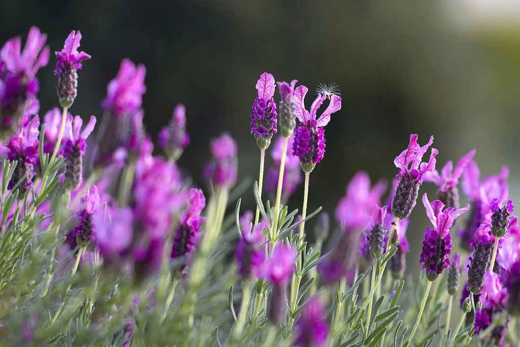 lavendar essential oil for nerve damage symptoms and pain