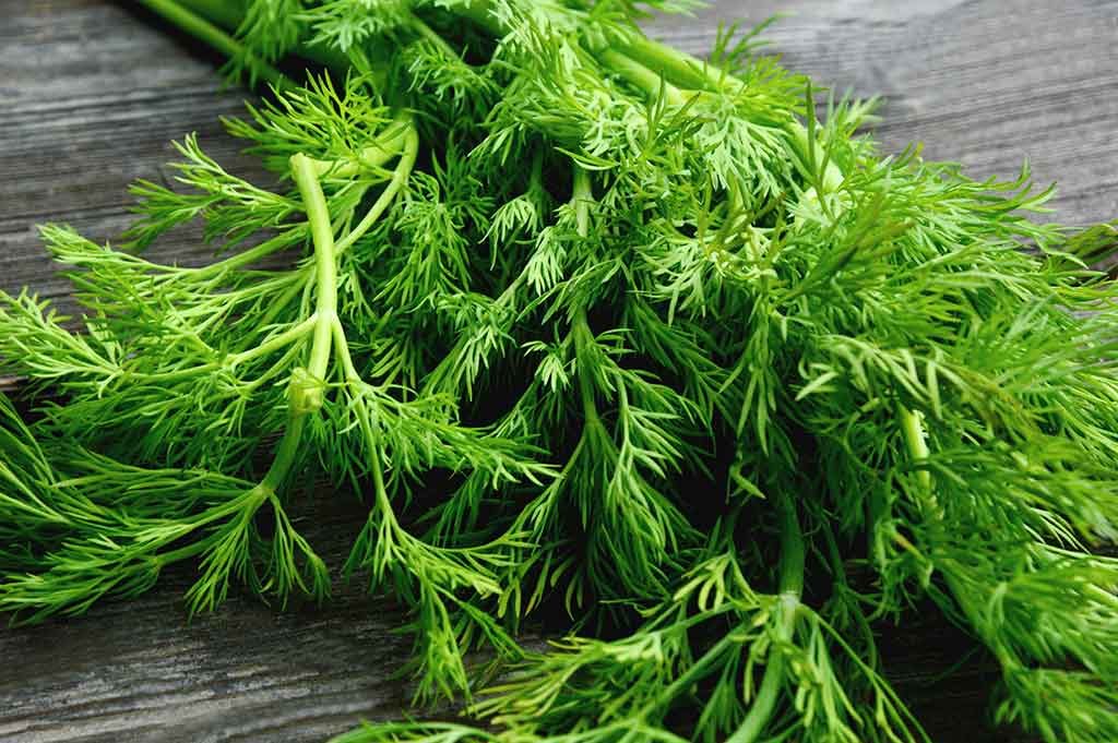dill herb for nerve pain and nerve damage in feet