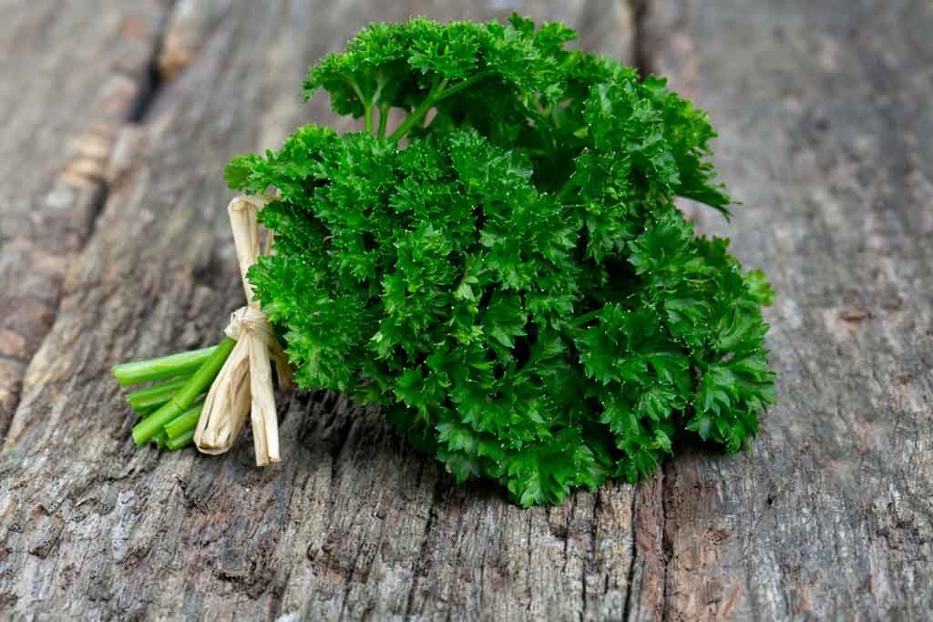 parsley herbs for nerve pain in feet, nerve regeneration, and nerve inflammation