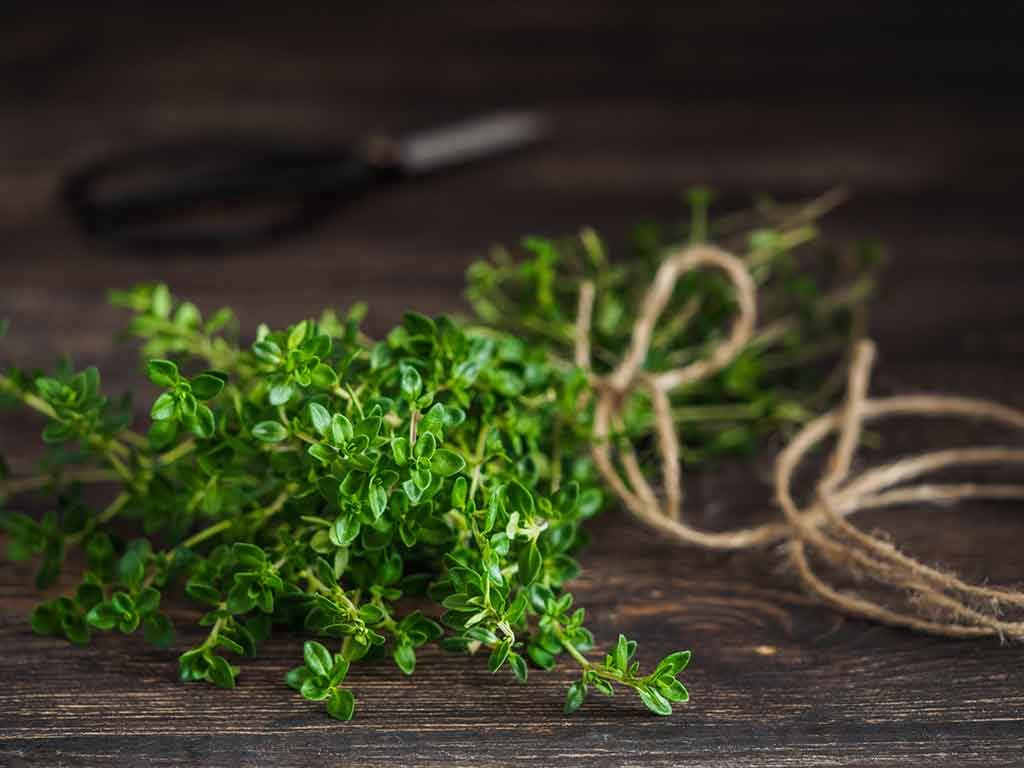 thyme herbs for nerve pain and nervous system