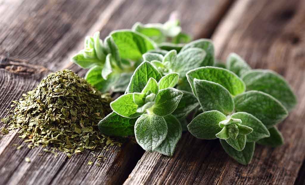 oregano anti-inflammatory herb